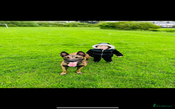 Belgian Shepherd Dog dogs for sale: Belgian Malinois Zeus age 4  - Image 3
