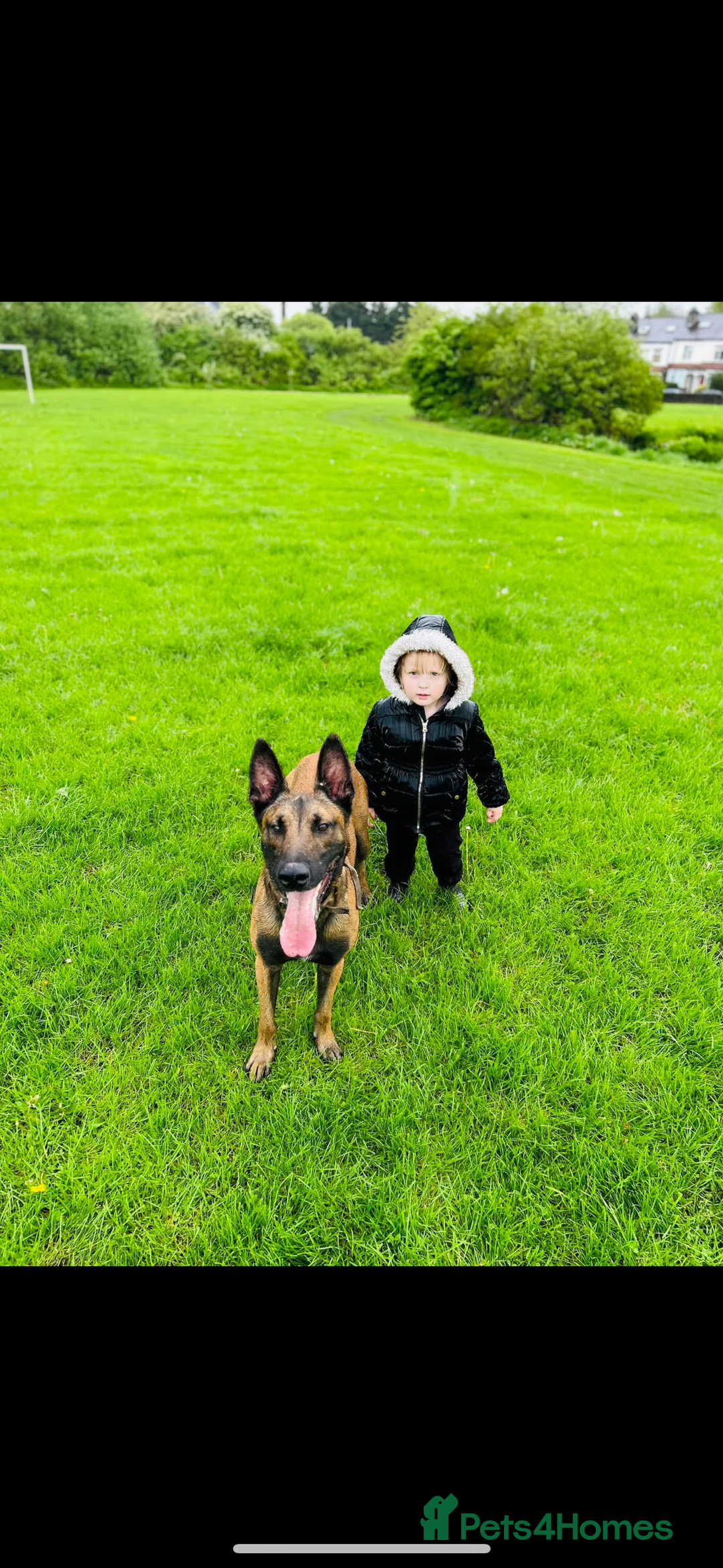 Belgian Shepherd Dog dogs for sale: Belgian Malinois Zeus age 4  - Image 3