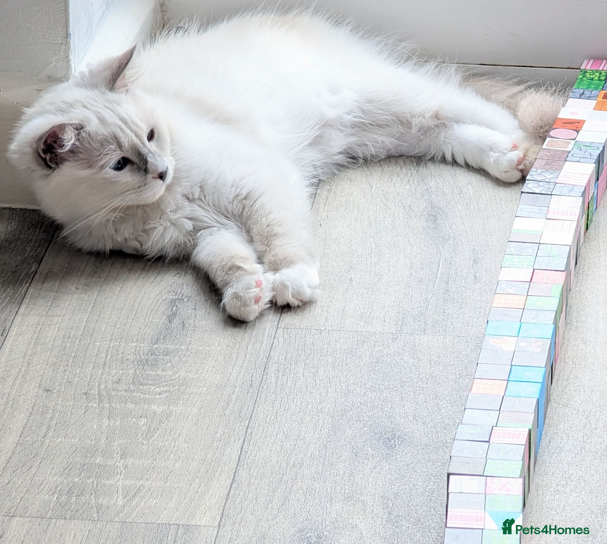 Ragdoll cats RTG!TICA,Champ,pedigree Ragdoll kitten  - Advert 3