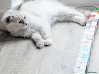 Ragdoll cats RTG!TICA,Champ,pedigree Ragdoll kitten - Advert 3