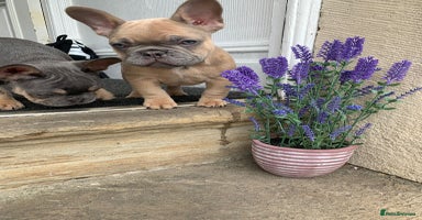 French Bulldog dogs - Advert 1
