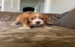 Cocker Spaniel dogs for sale: Gorgeous KC reg cocker spaniel puppy - Image 2