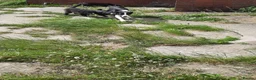 Border Collie dogs for sale: 4 adorable puppies for sale - Advert 16