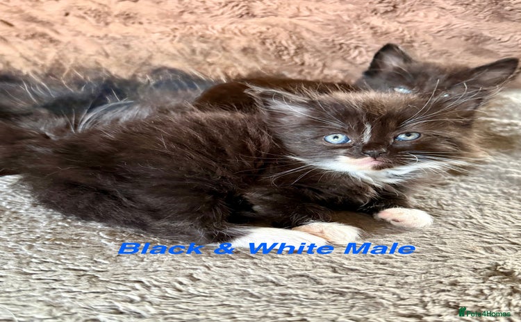Maine Coon cats - Advert 2