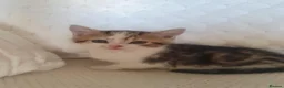 Mixed Breed cats for sale: 10 beautiful cuddly kittens - Advert 20
