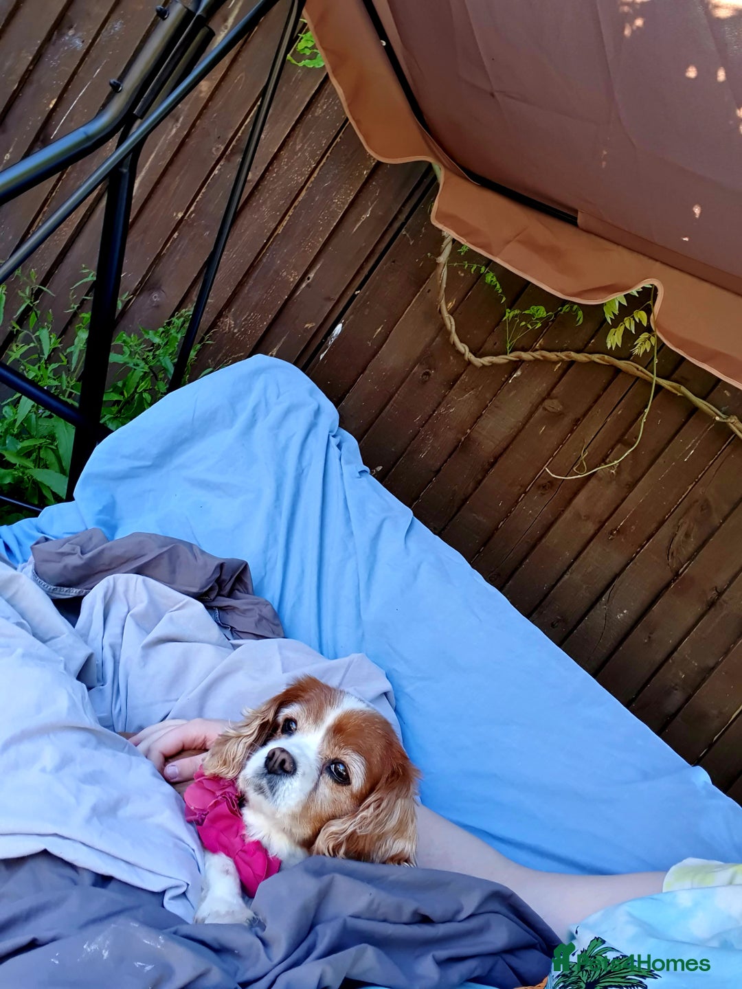 Cavalier King Charles Spaniel dogs for sale: Beautiful king's Chevalier spaniel  - Image 8