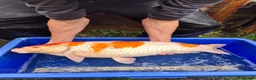 Koi Carp fish for sale: Pond closure - Advert 14