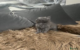 Scottish Fold cats for sale: Beautiful Scottish fold🧸🌹 - Image 17