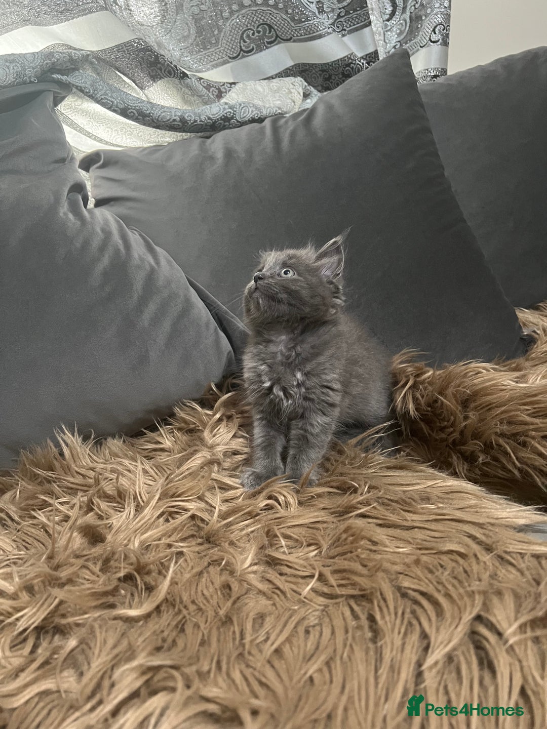 Scottish Fold cats for sale: Beautiful Scottish fold🧸🌹 - Image 17
