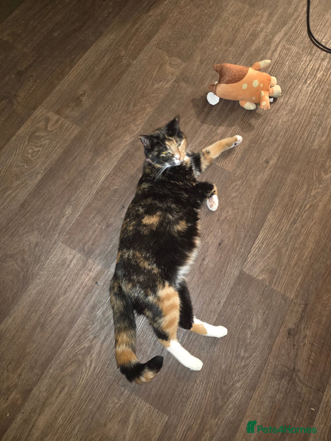 Domestic Shorthair cats for sale: Kittens for sale. - Advert 1