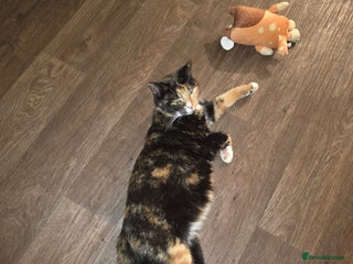 Domestic Shorthair cats Kittens for sale. - Advert 11