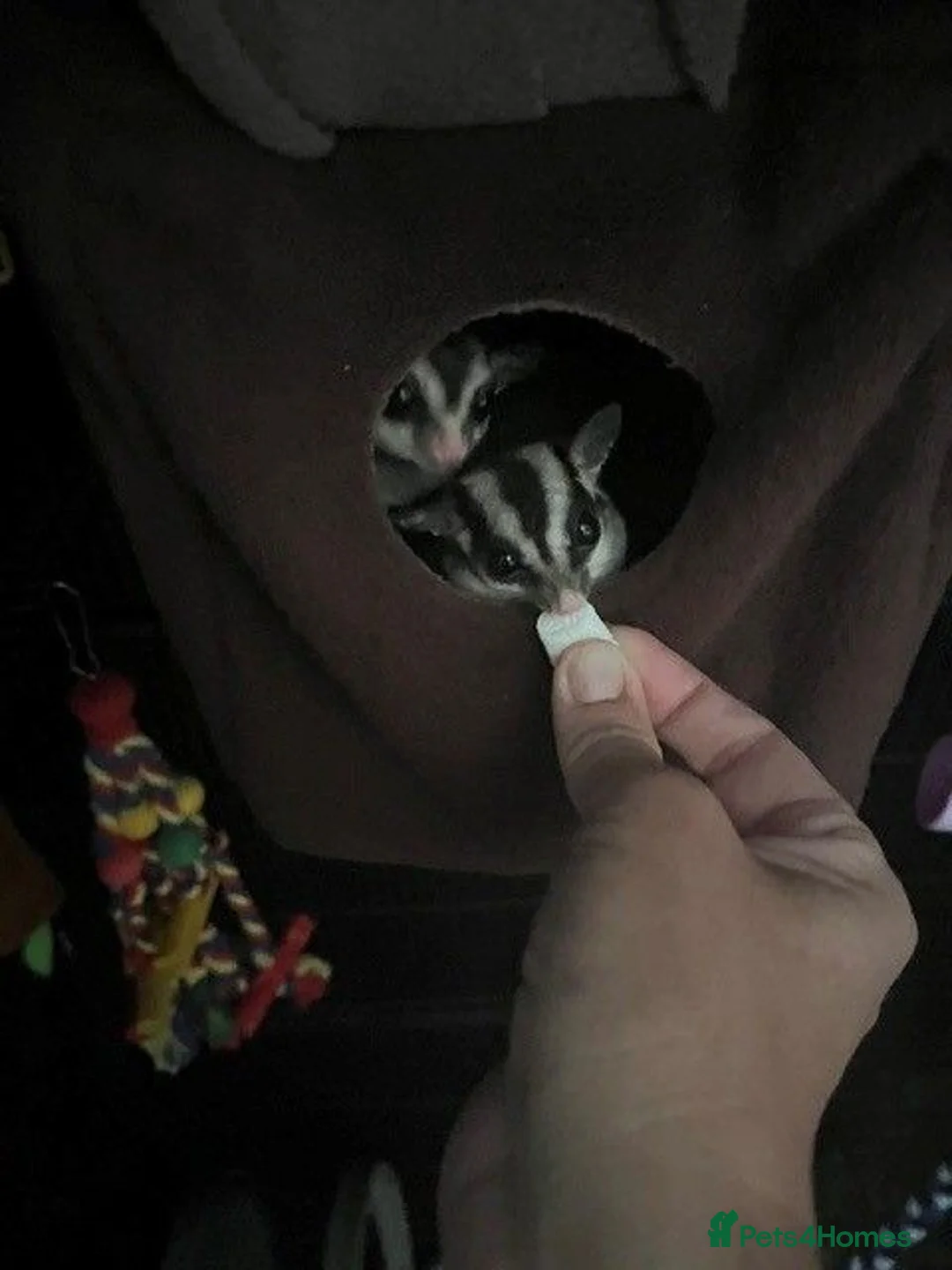 Sugar Glider rodents for sale: Grey Boy Ready to Leave - Advert 6