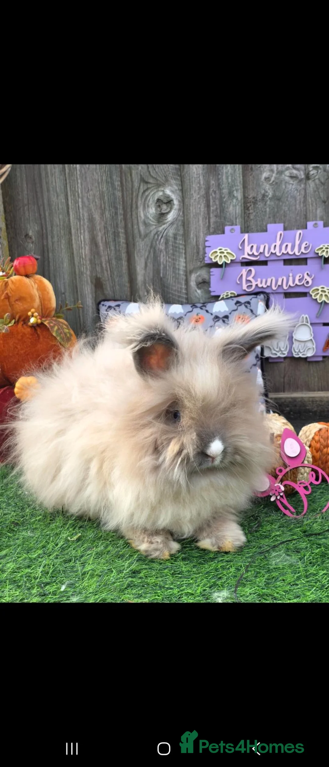 Angora rabbits for sale: Blue torte full faced angora doe. - Advert 1
