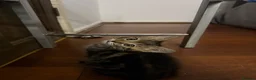 Mixed Breed cats for sale: Adorable Kittens Ready for Their Forever Homes🐾 - Advert 24