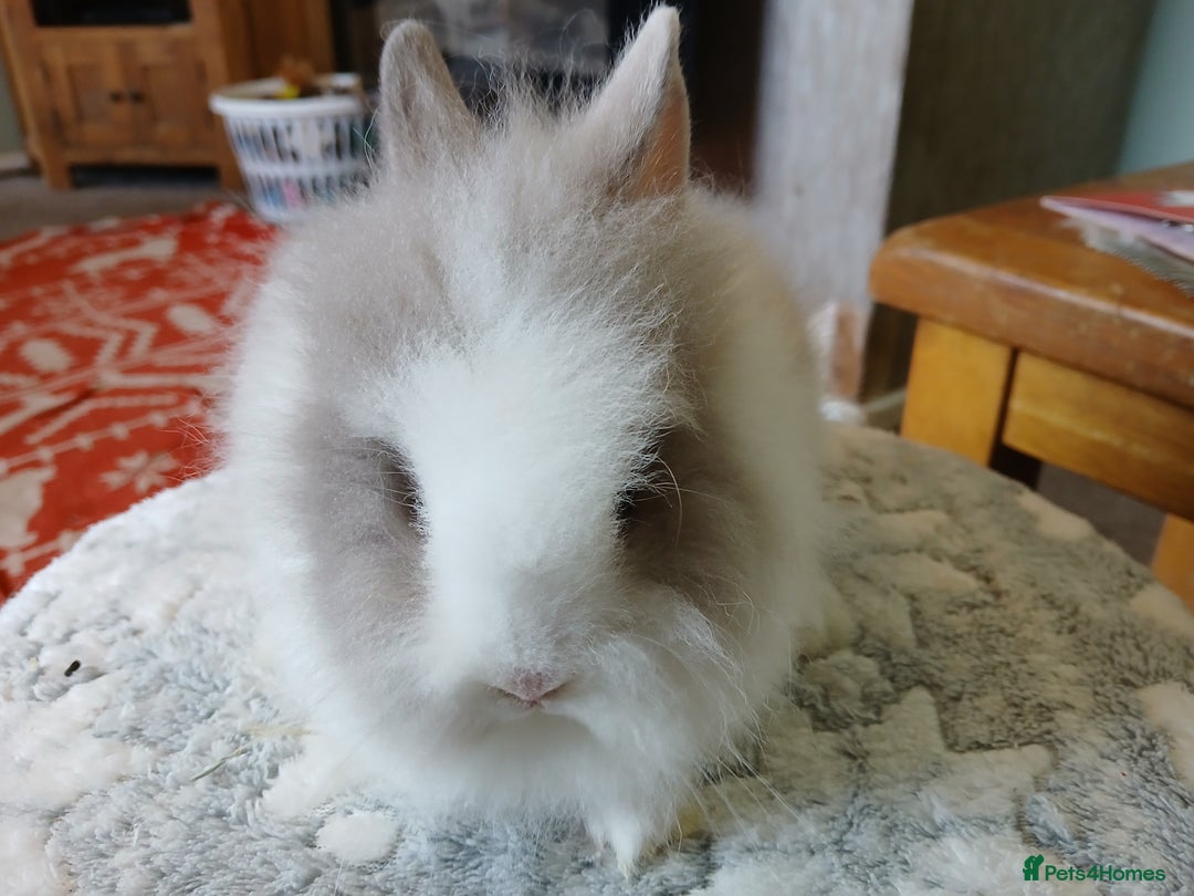 Lionhead rabbits for sale: Stunning DM Lionhead baby rabbits  - Image 2