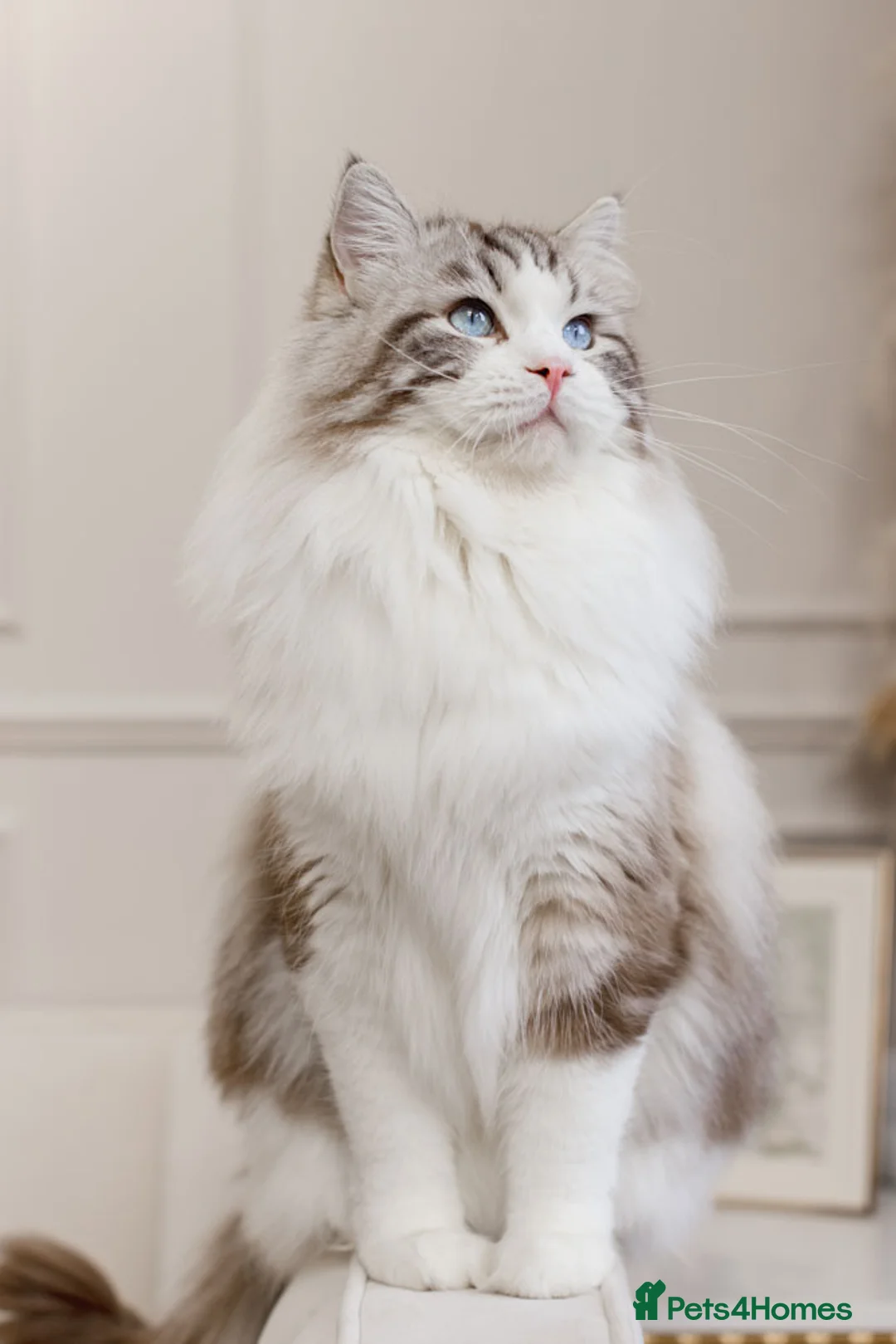 Ragdoll cats for stud: Limited time only Seal Lynx Bicolor Ragdoll (stud) - Advert 3