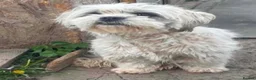 Mixed Breed dogs for adoption: Millie & Max – Bonded Siblings - Advert 3