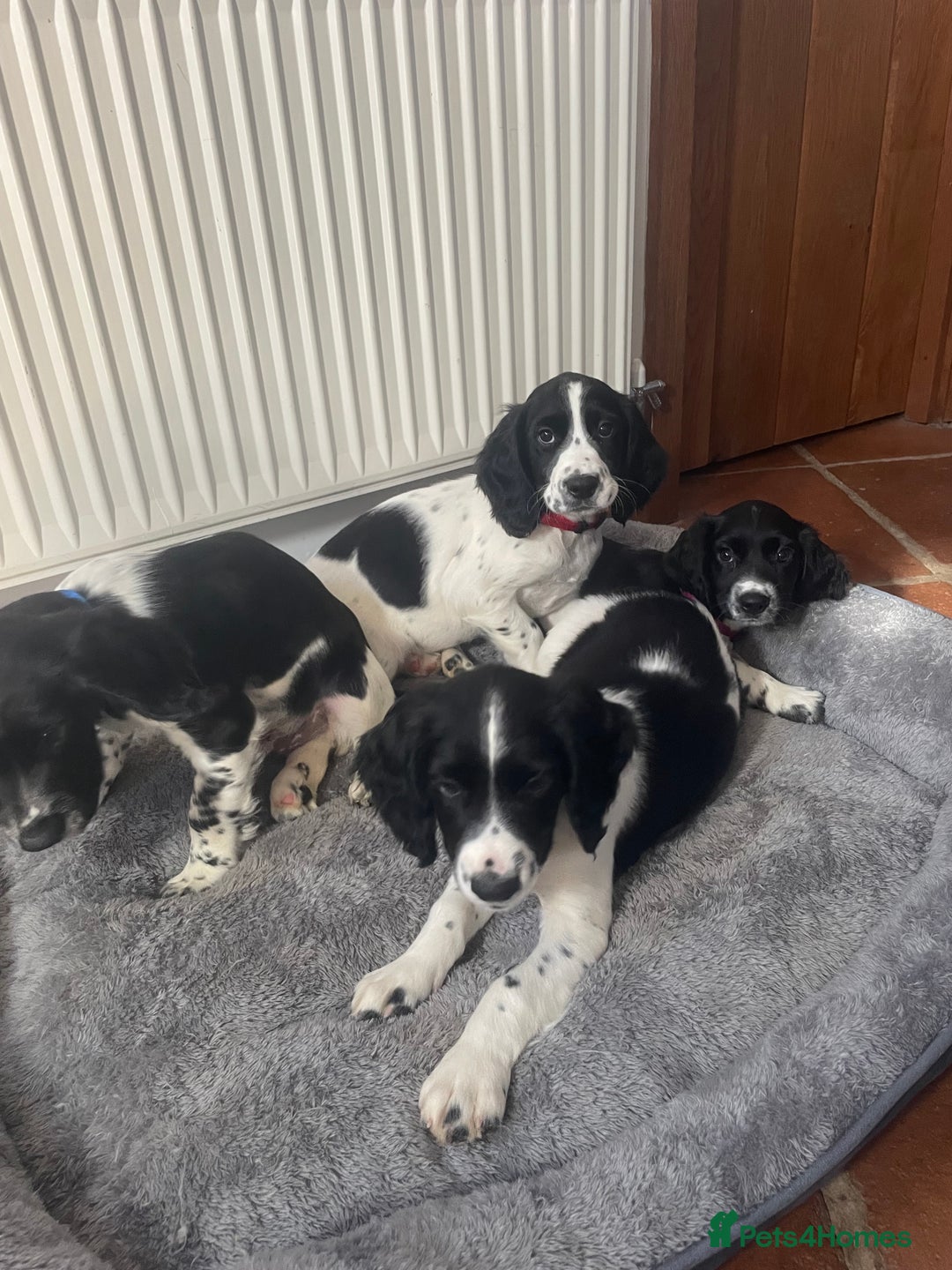 English Springer Spaniel dogs for sale: Beautiful English Springer Spaniels - Image 10