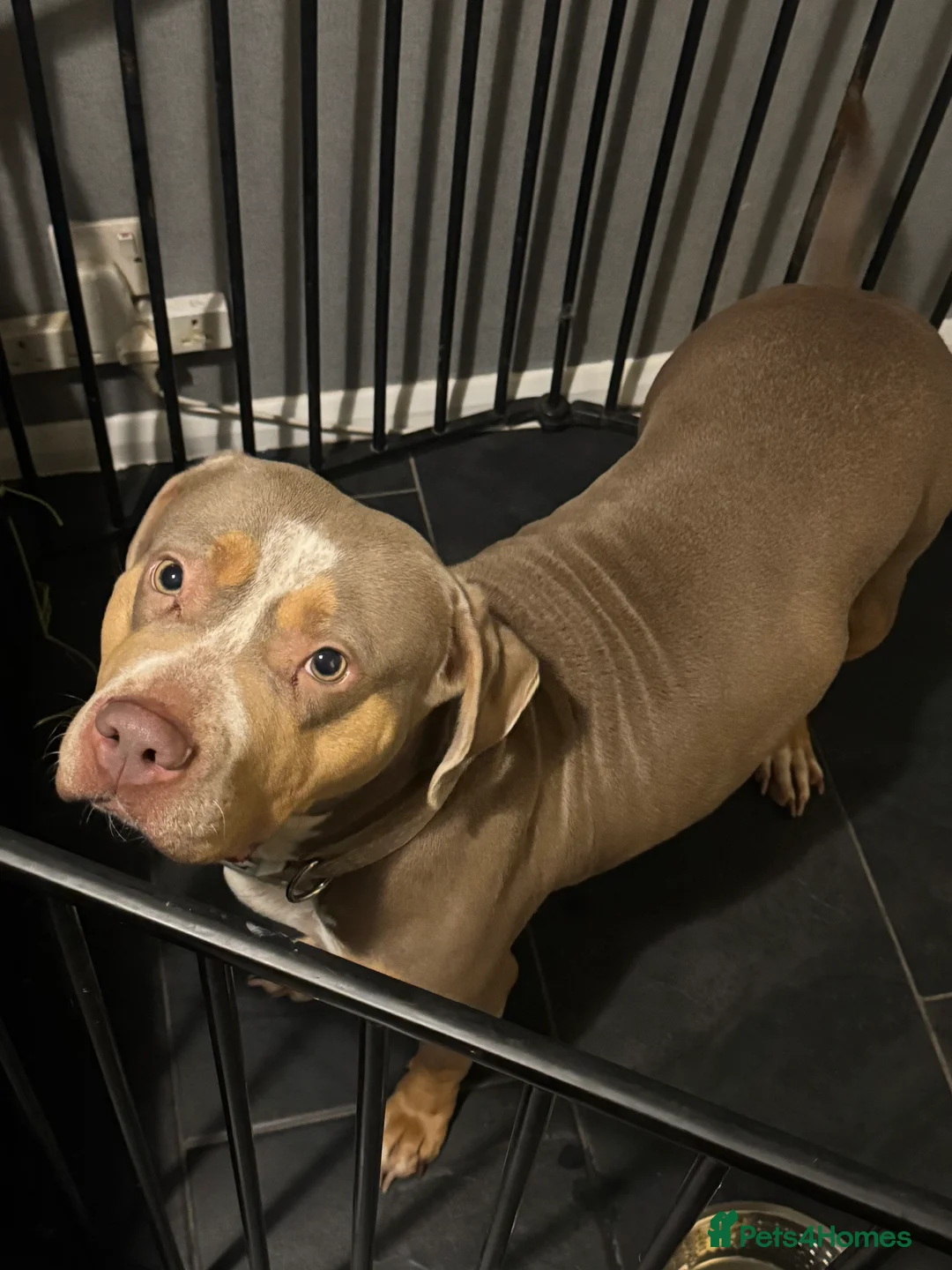 Mixed Breed dogs for sale: £0 XL bully mixed bread  - Advert 2