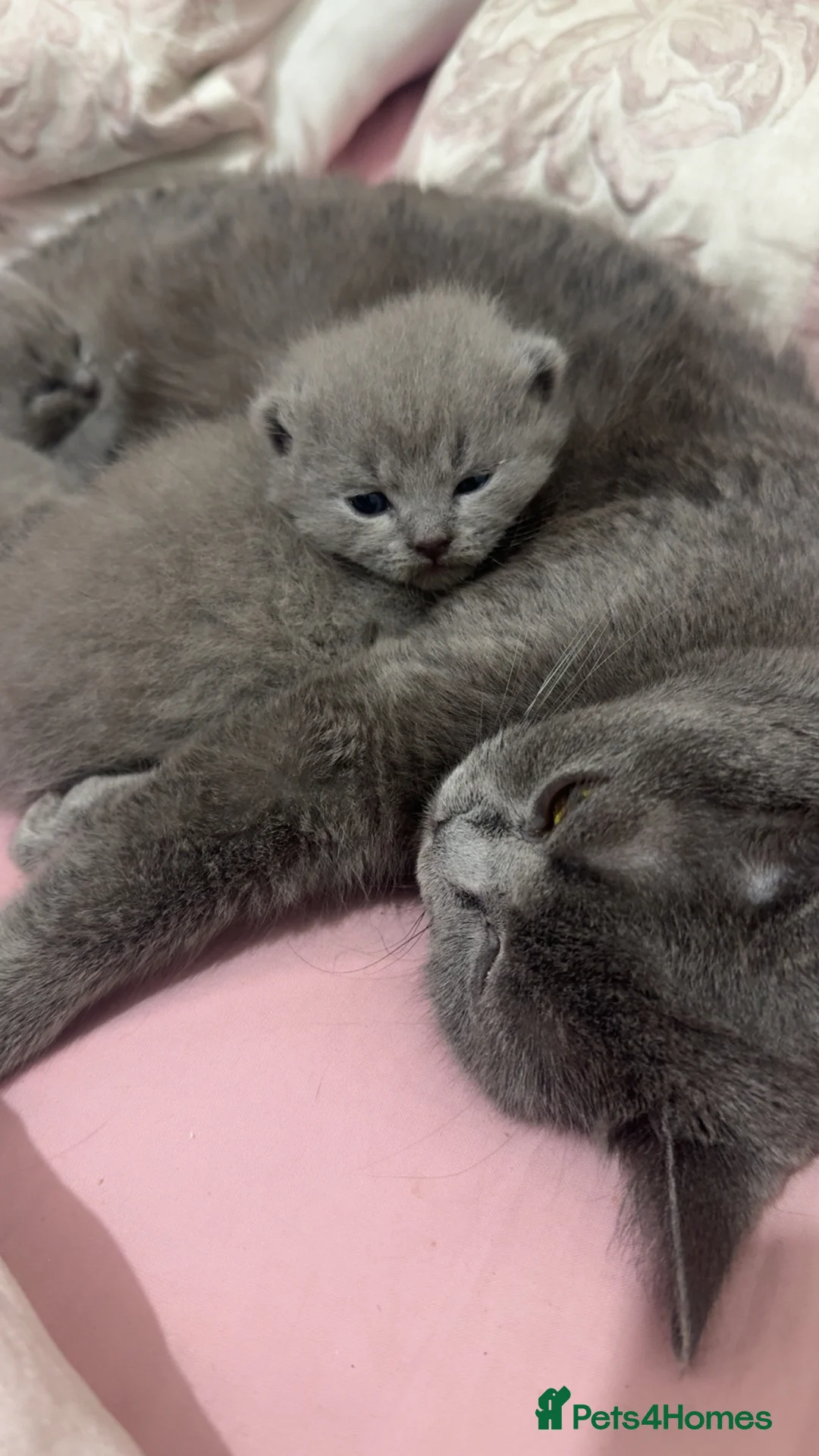 British Shorthair cats for sale: 2 British Shorthair kittens for sale - Advert 2