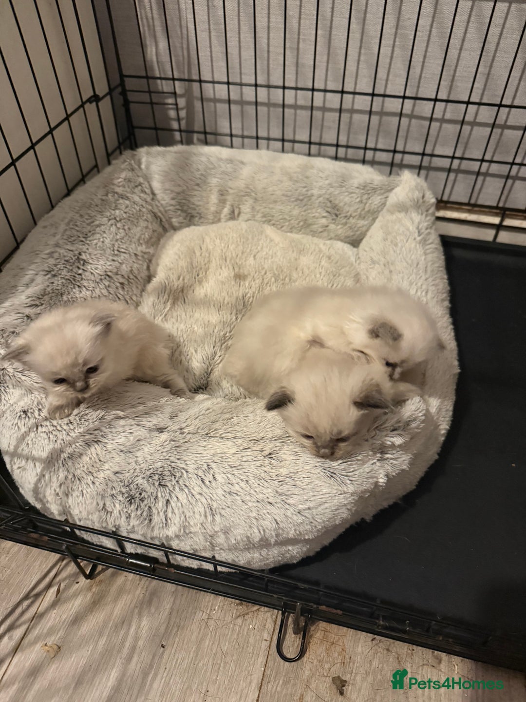 Ragdoll cats for sale: Pure ragdoll kittens  - Image 4