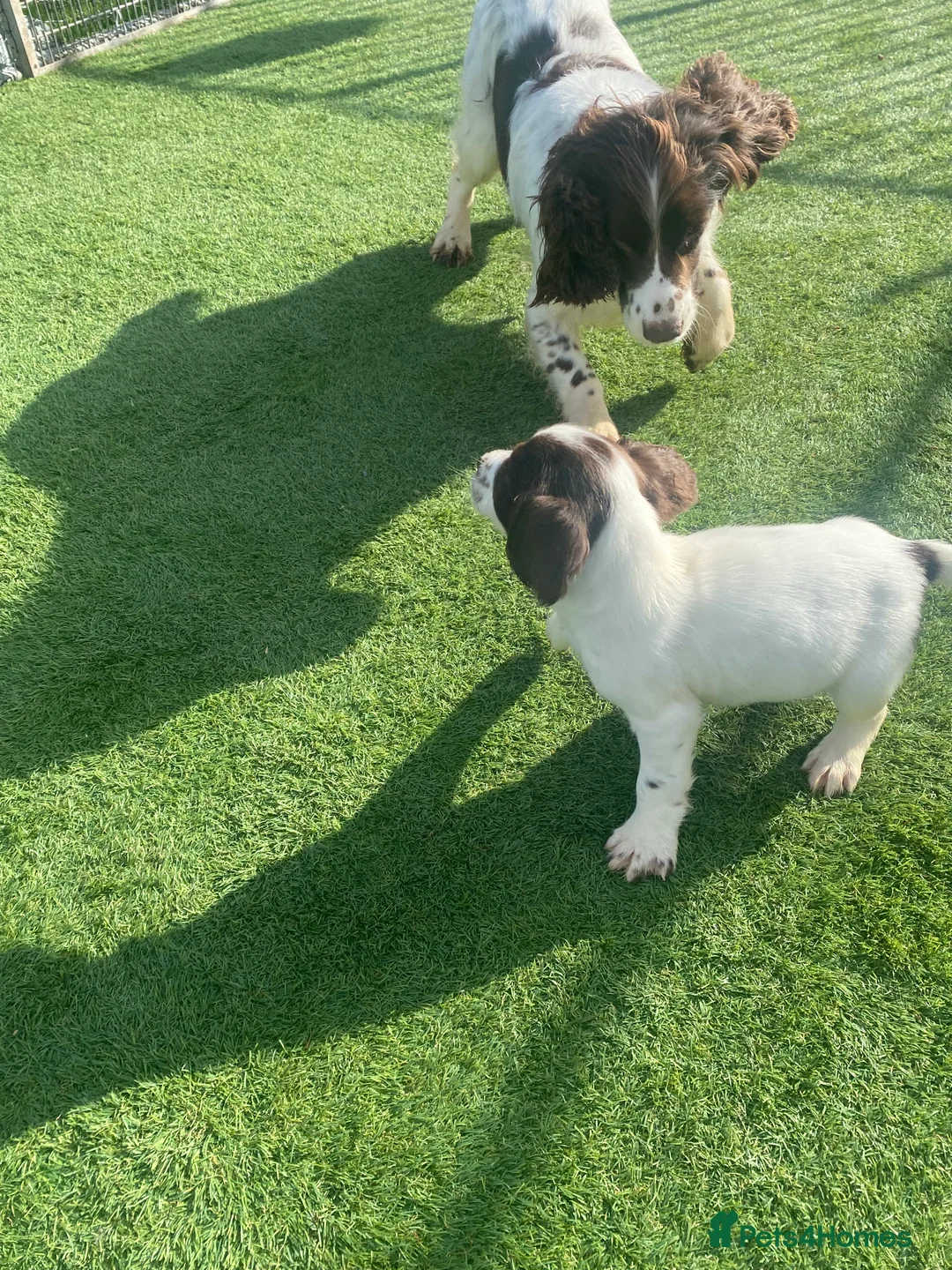 English Springer Spaniel dogs for sale: Male English Springer Spaniel.  - Advert 4
