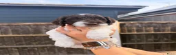 Mixed Breed dogs for sale:  🐾 READY TO GO Sproodle Puppies 🐾 - Advert 2