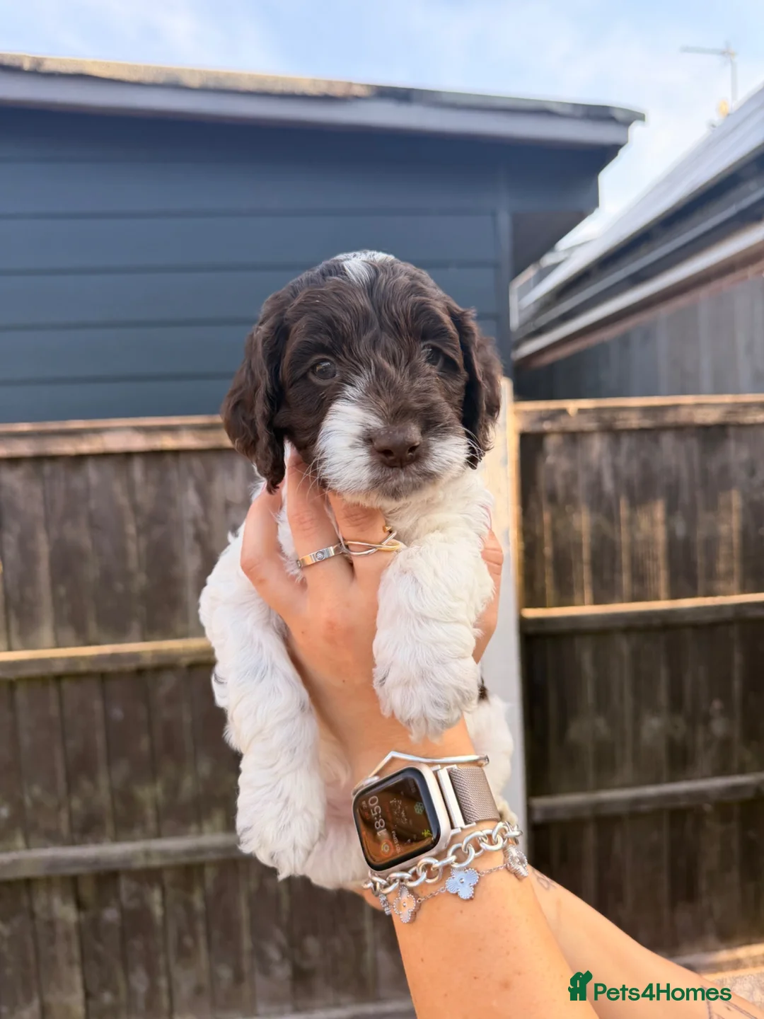 Mixed Breed dogs for sale:  🐾 READY TO GO Sproodle Puppies 🐾 - Advert 2