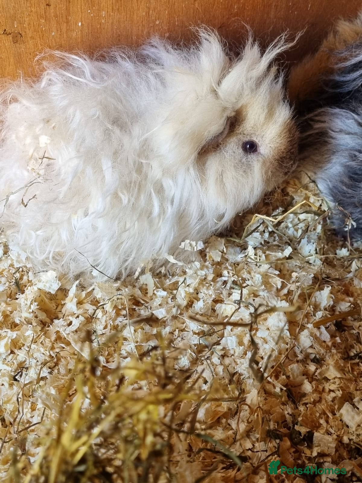 Guinea Pig rodents for sale: Lovely lunkayara and californian sows in Hull - Advert 2