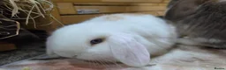 Mini Lop rabbits for sale: Mini lop - Advert 6