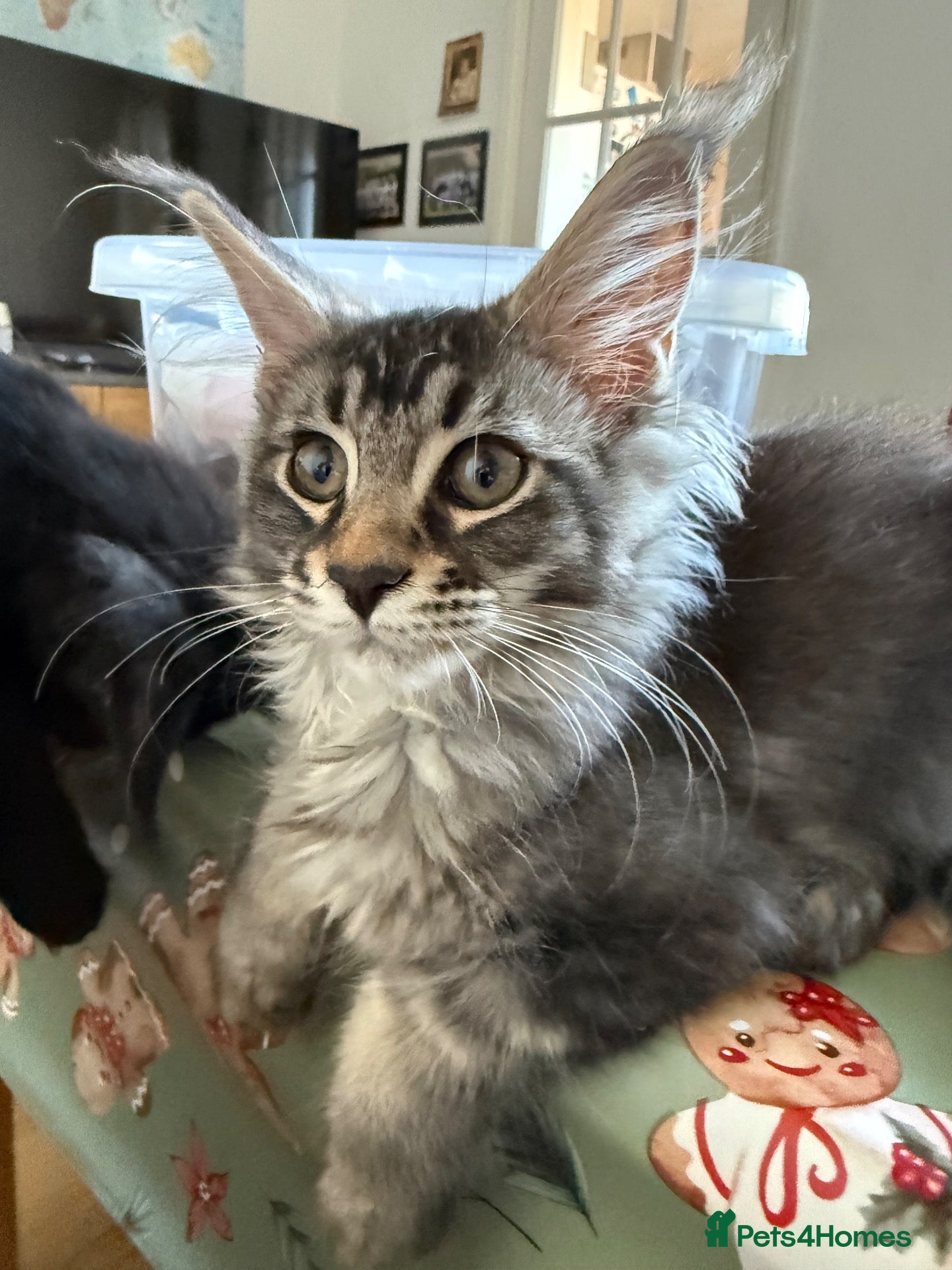 Maine Coon cats 🐈‍⬛Registered Maine Coons - Advert 8