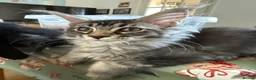 Maine Coon cats for sale: 🐈‍⬛Registered Maine Coons - Advert 15