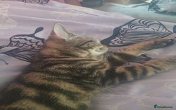 British Shorthair cats for sale: Female kitten  - Image 3