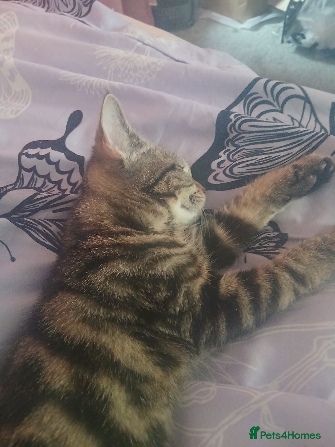 British Shorthair cats for sale: Female kitten  - Image 3