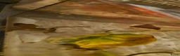 Gecko reptiles for sale: crested geckos please read the description  - Advert 5