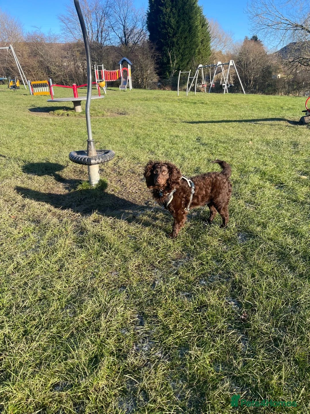 Mixed Breed dogs for sale: Gorgeous Irish water cocker spaniel in Glossop - Advert 2