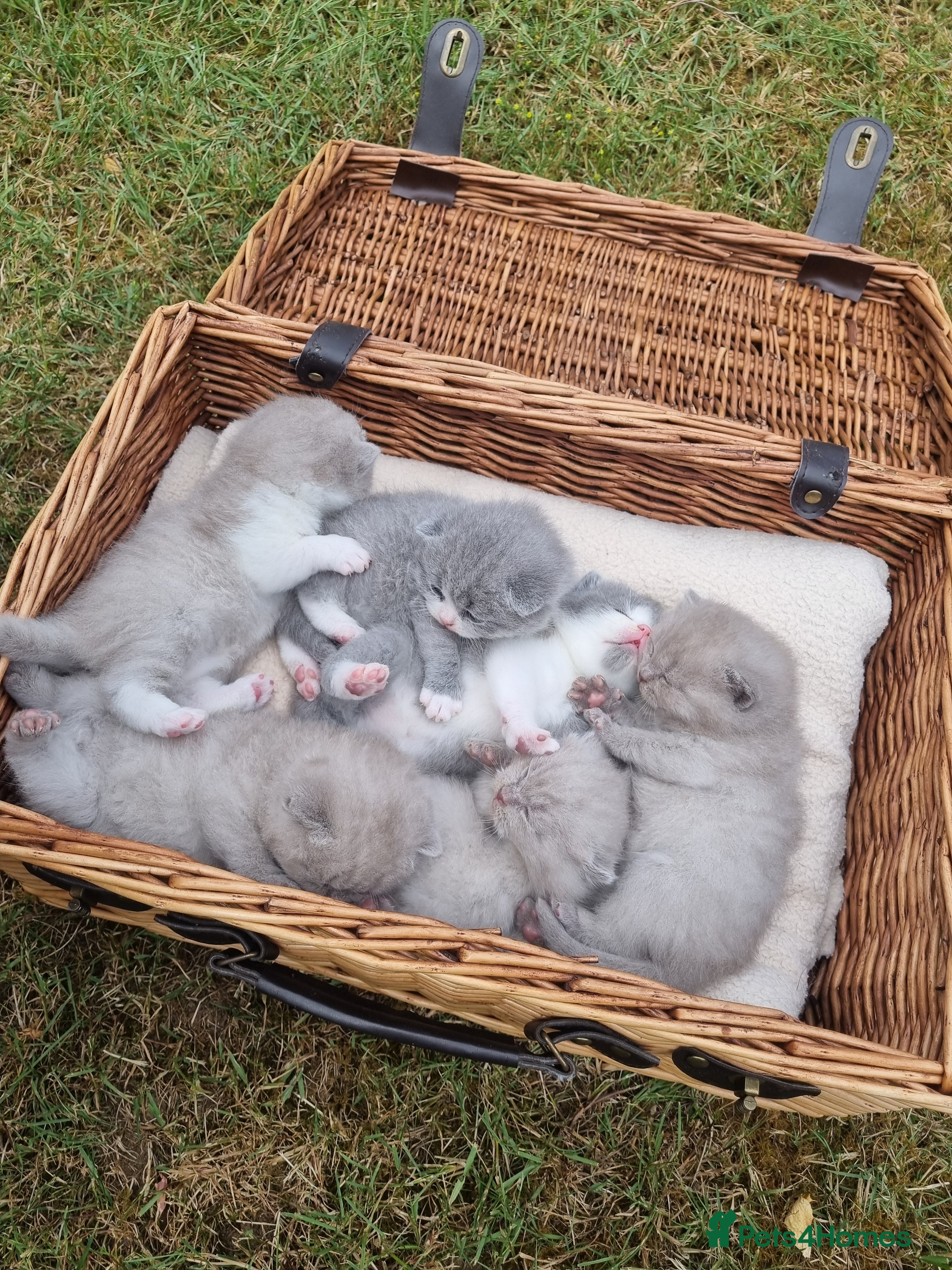 Scottish Fold cats for sale: 6 Scottish fold kittens  in Grays - Advert 1