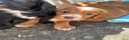 Cocker Spaniel dogs for sale: Adorable cocker Spaniel Puppy - Advert 27
