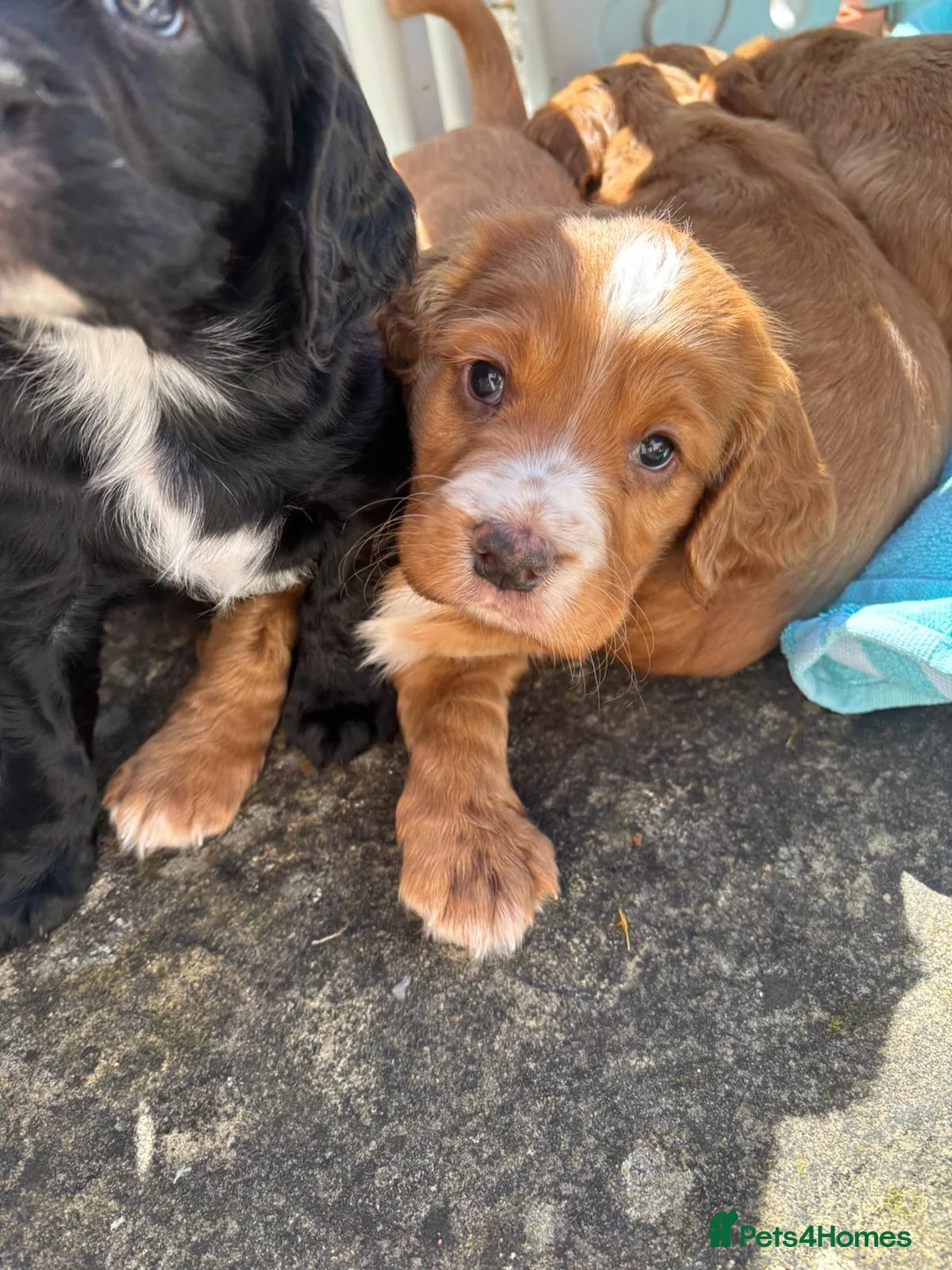 Cocker Spaniel dogs for sale: Adorable cocker Spaniel Puppy - Advert 27
