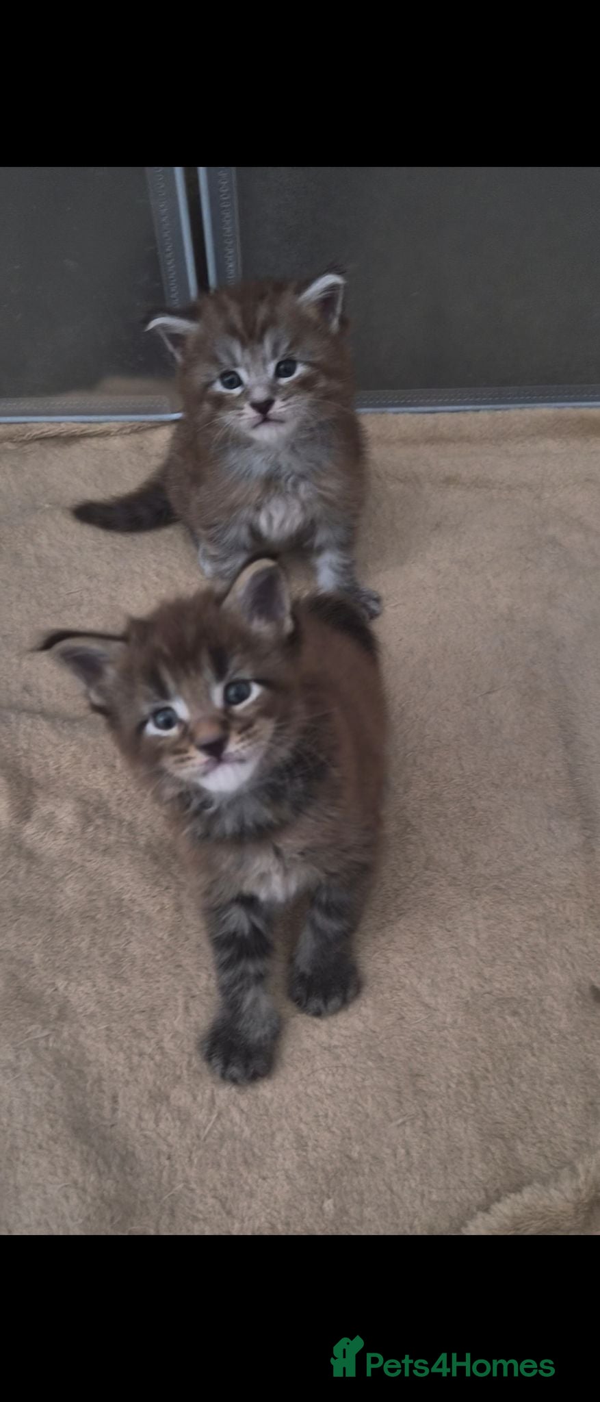 Maine Coon cats Maine coon pedigree kittens  - Advert 2