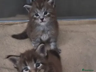 Maine Coon cats Maine coon pedigree kittens - Advert 2