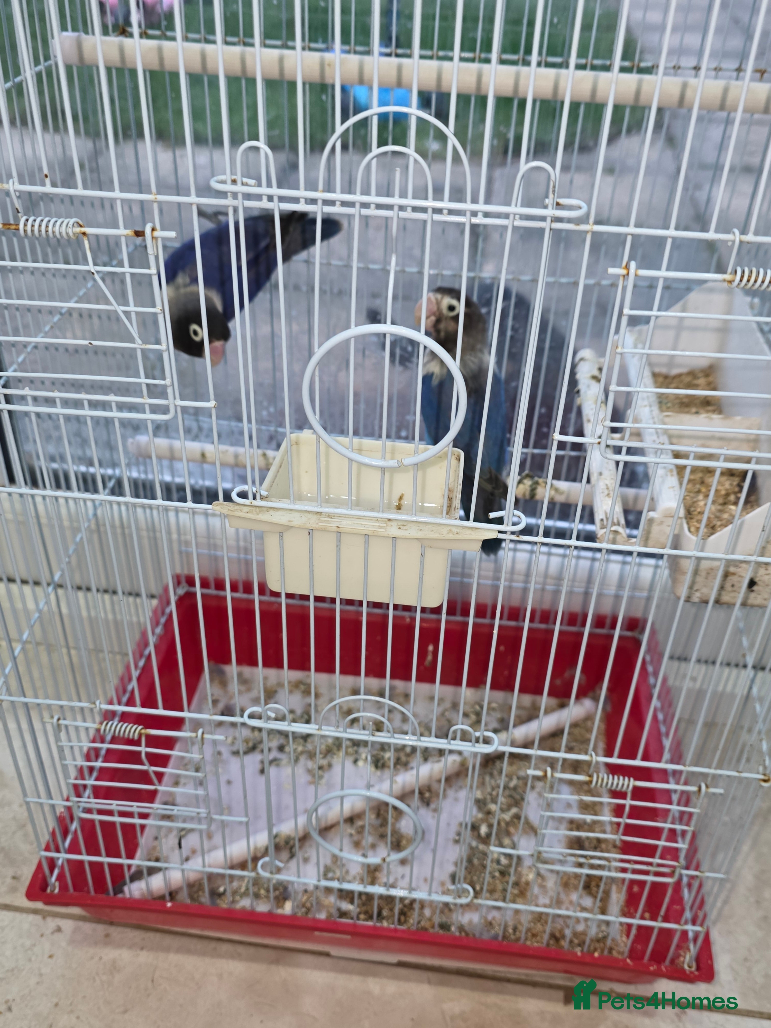 Lovebirds birds parrots - Advert 17