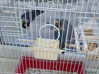 Lovebirds birds parrots - Advert 18