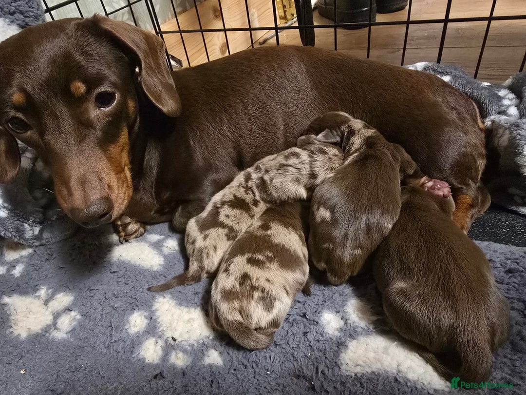 Miniature Dachshund dogs for sale:  Miniature dashound  - Advert 7