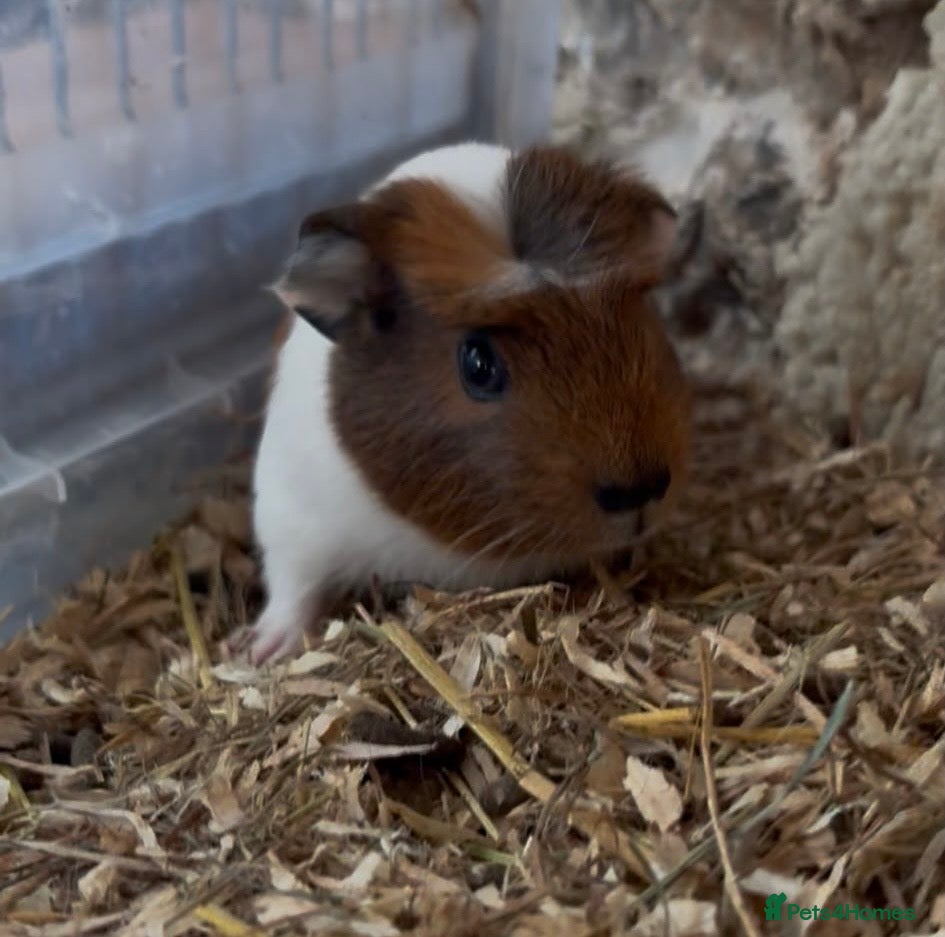Guinea Pig rodents Adorable guineas ready July - 2x boars left - Advert 12