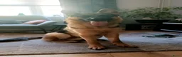 German Shepherd dogs for sale: Male German shepherd  - Advert 2