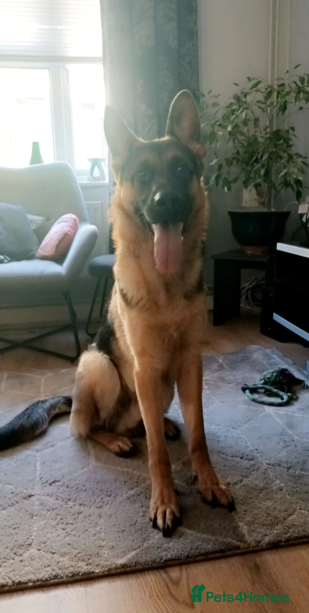 German Shepherd dogs for sale: Male German shepherd  - Advert 2