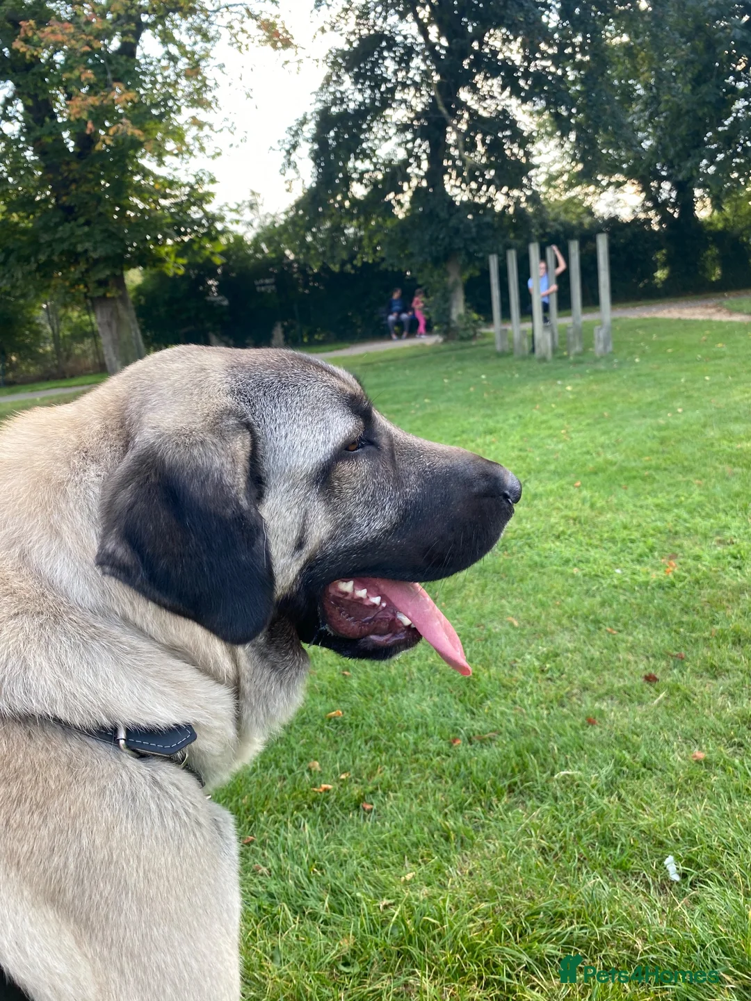 Turkish Kangal dogs for sale: Turkish kangal pups  - Advert 1