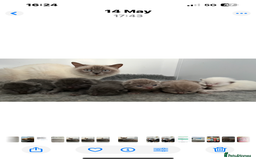 British Shorthair cats for sale: Stunning pure British shorthaired kittens - Image 5