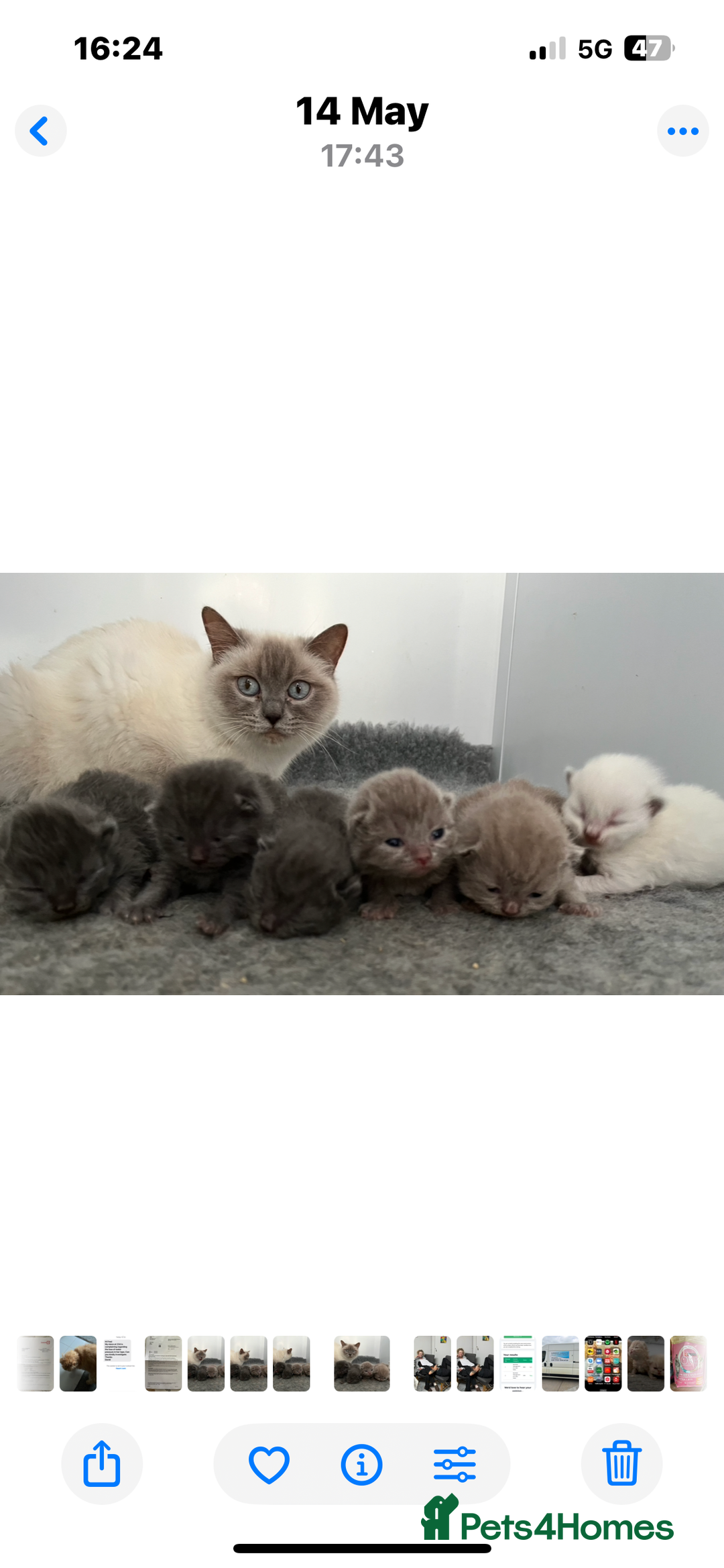 British Shorthair cats for sale: Stunning pure British shorthaired kittens - Image 5